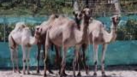 חי פארק - גמלים_jpg.jpg